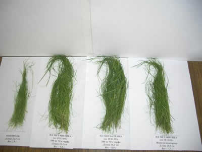 Контрольные посевы с использованием биогумуса различной концентрации, жидкой фракции и без их использования